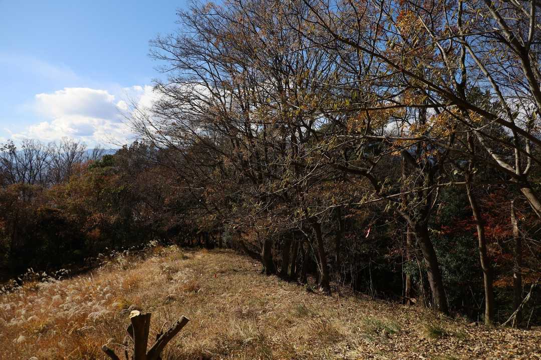 ススキが広がる