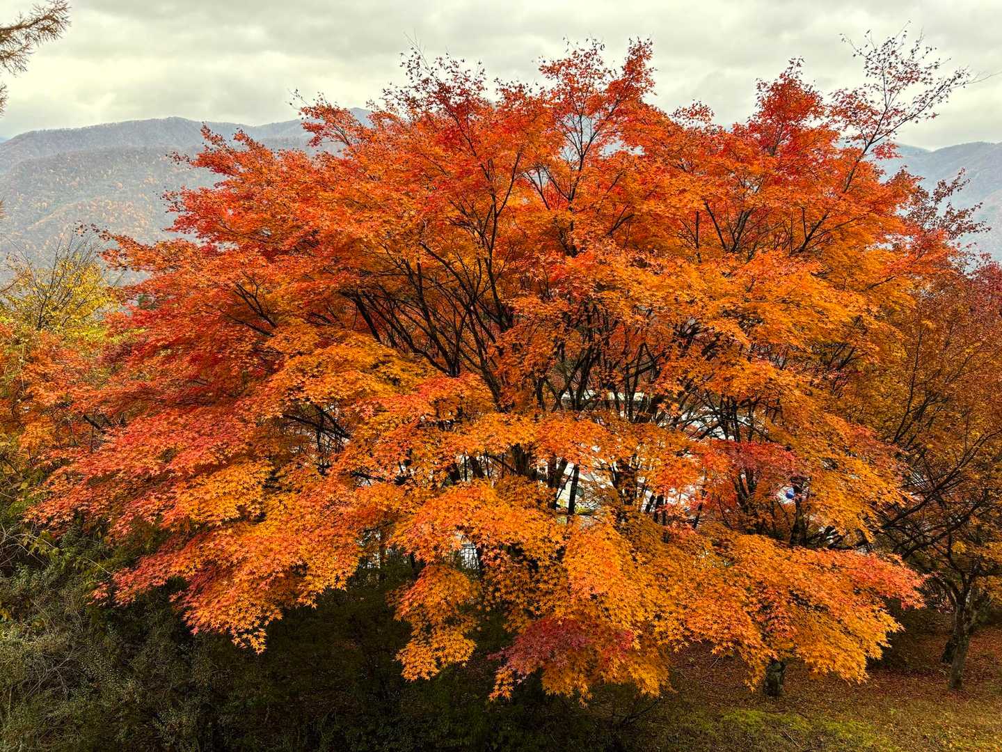 鮮やかな紅葉が迎えてくれます