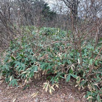 山頂はヤブの中?