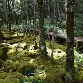 良い雰囲気だけど、湿った木道はツルツル滑りやすいので要注意