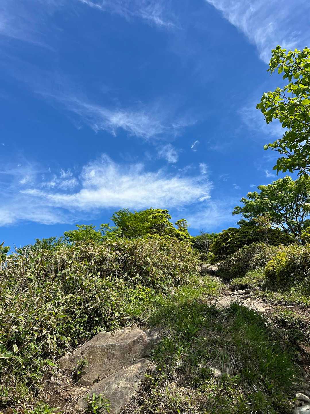 那岐ブルー🩵ってやつだそうです♪かなり急登ですが頑張りました