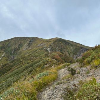 お、近づいてきた、越駒山頂