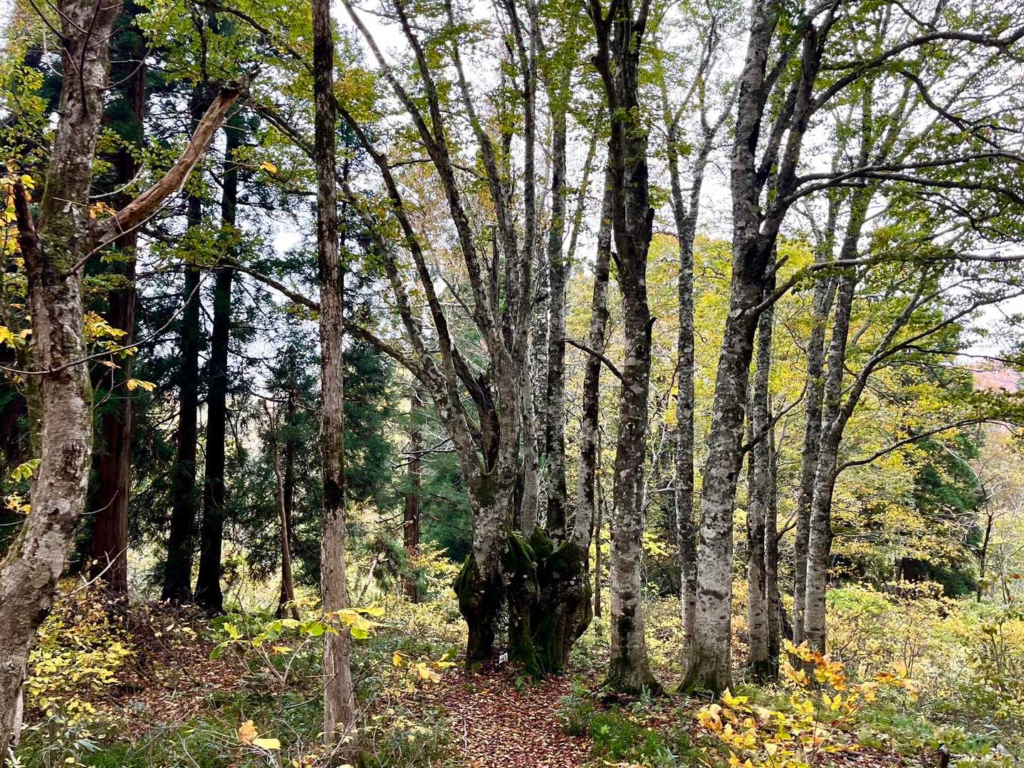 『山の王』お久しぶりです♪
なんだかちょっと痩せた気がするのはだいぶ🍁葉が落ちてしまったせい？