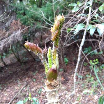 最後はタラちゃんがお見送り。
今日はまだ早いので、隣の作礼山に行きます。
