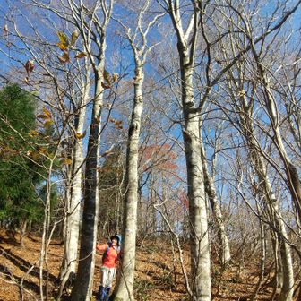 左門岳 やがてブナばっかりの二次林になっていきます。