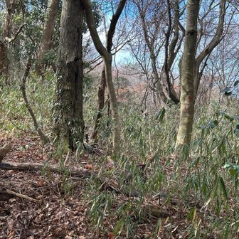 石楠花山頂上❓❓