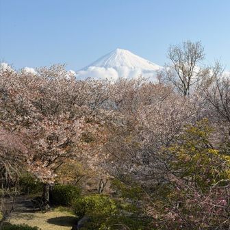 頂上にある展望台の上から　桜はちょっと早い