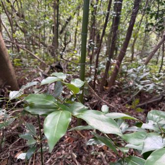 山の上の方なのに、竹がある！