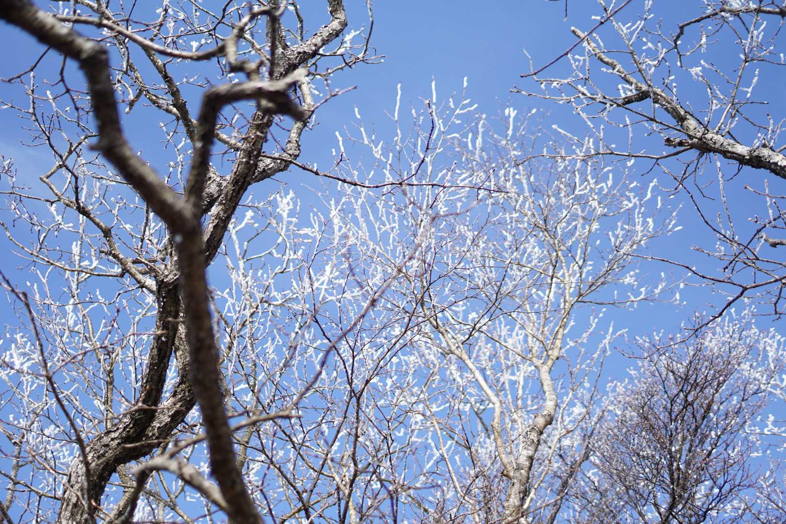 暖かくなってきたのでどんどん霧氷が落ちて雪のように降り積もっています。