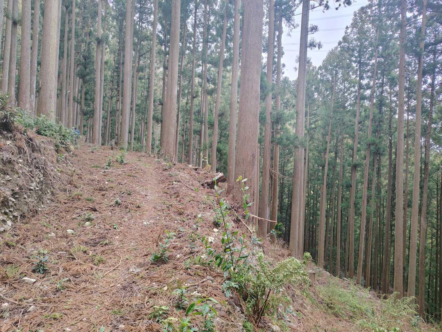 楽しい〜
静かで黙々と登れる！