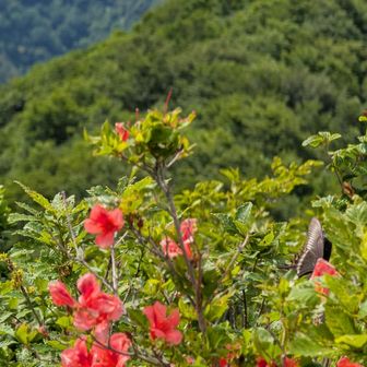 シャクナゲの花が咲いている