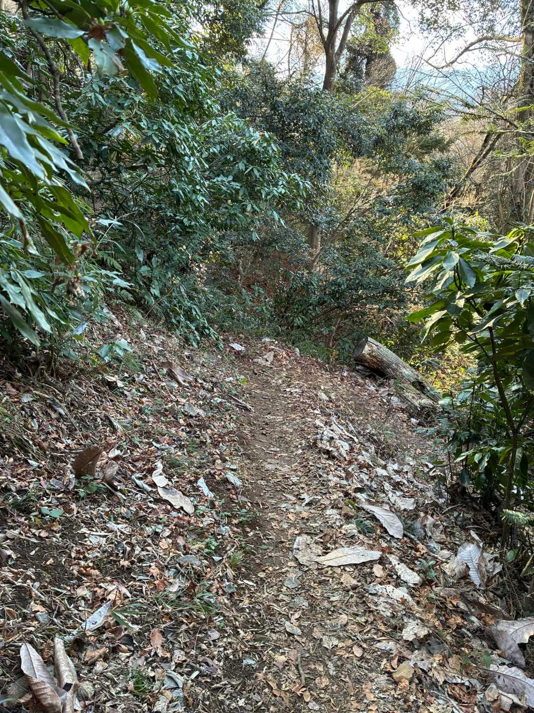 高尾山ほど整備されていないので踏み抜き注意⚠️
落ち葉🍂で道が見にくいですね👀
慎重に💪