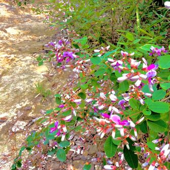 ハギの花
