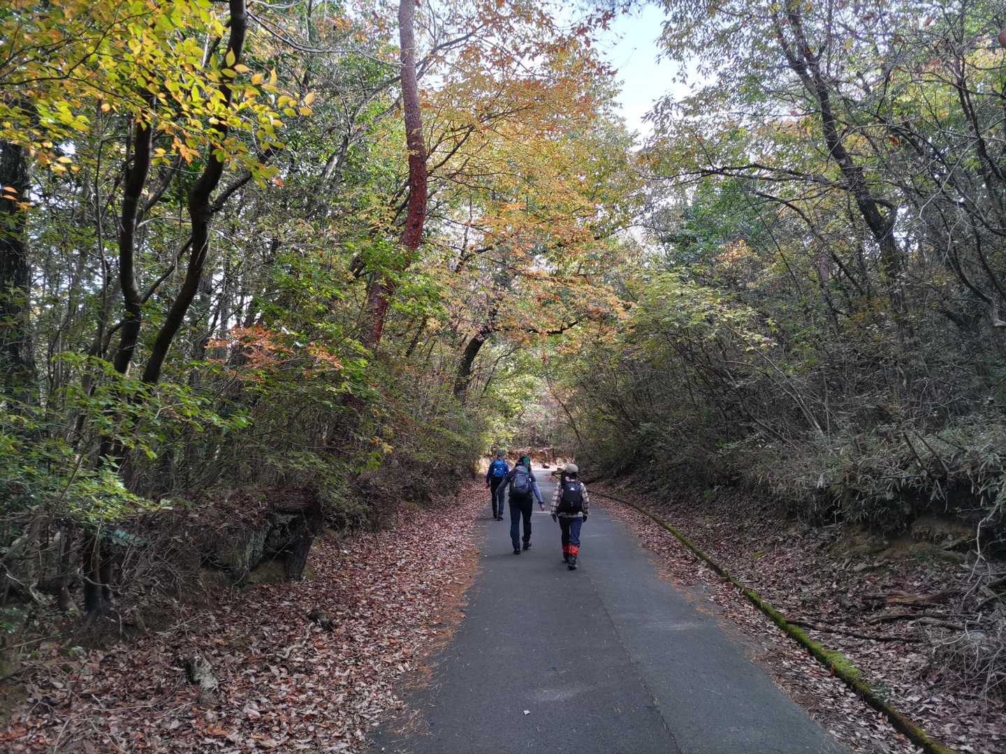 紅葉のきれいな爽やかな散歩道が続く