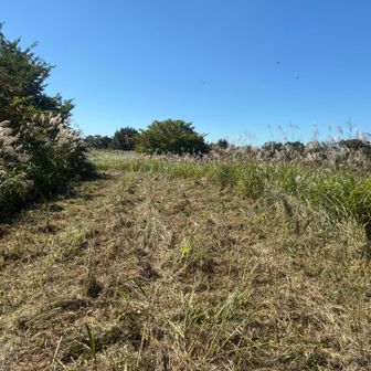 この辺がキゴ山の山頂かな。
今日は草刈りされており山頂付近まで行けました。