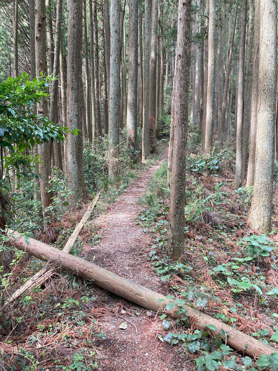 こういうのもなくちゃね