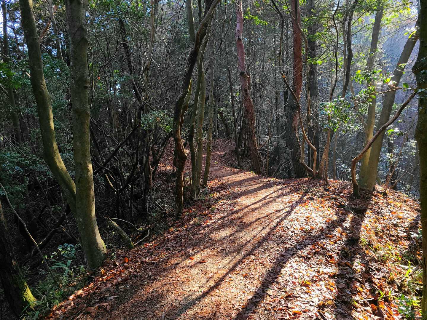 不動寺-太神山 往復コースの写真