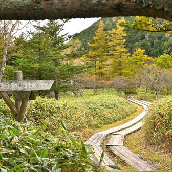 奇麗な木道