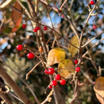 コバノガマズミ