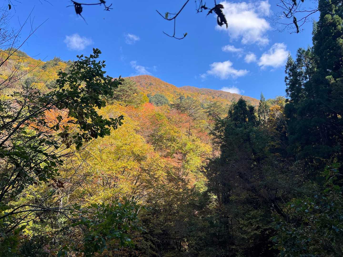 面白山高原駅からの紅葉🍁