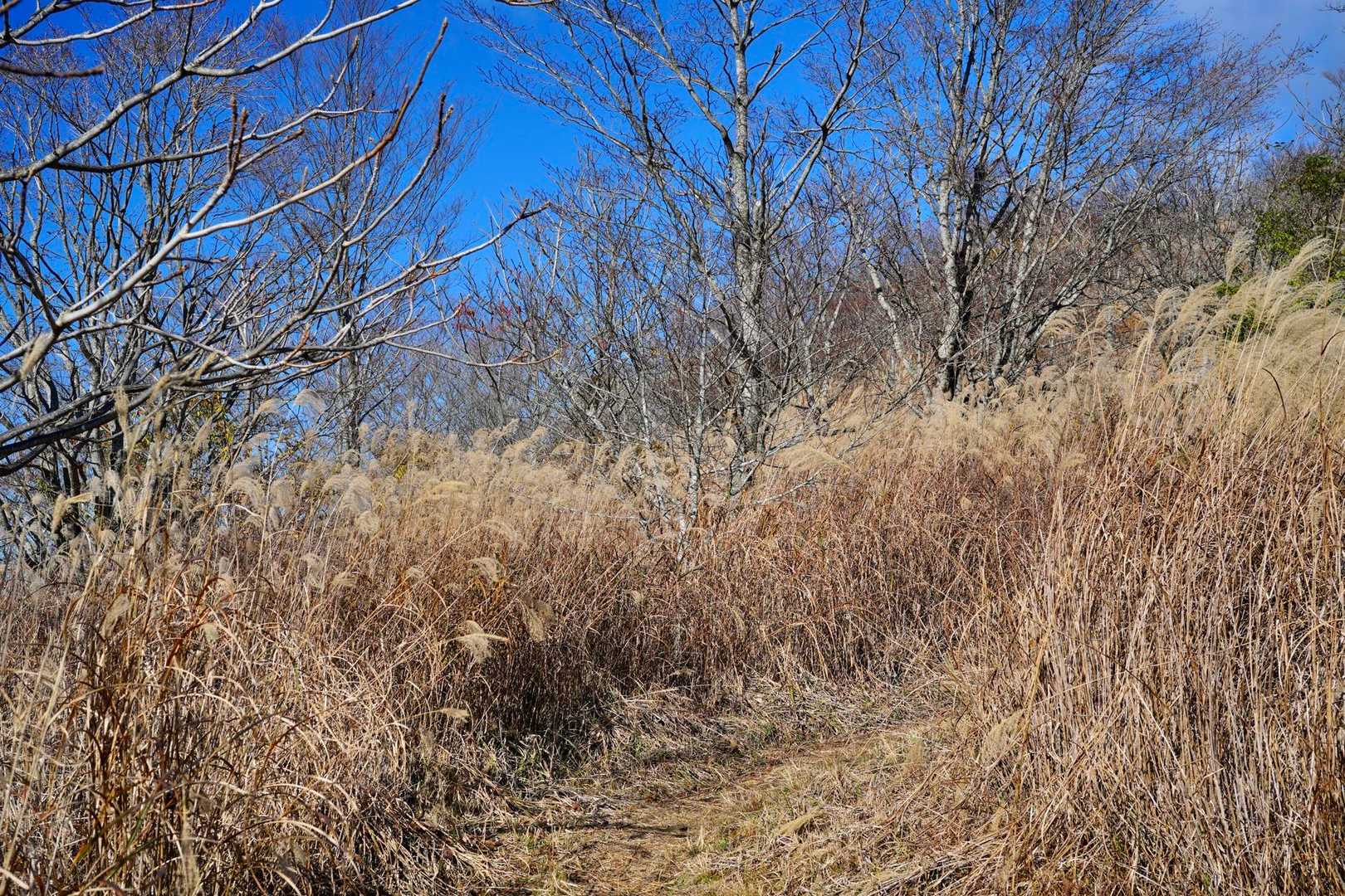 ススキにまみれながら下山