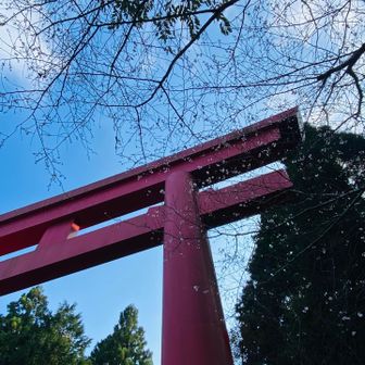 🌸桜咲いてました