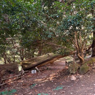千年杉。平成10年の台風で倒れたらしい。