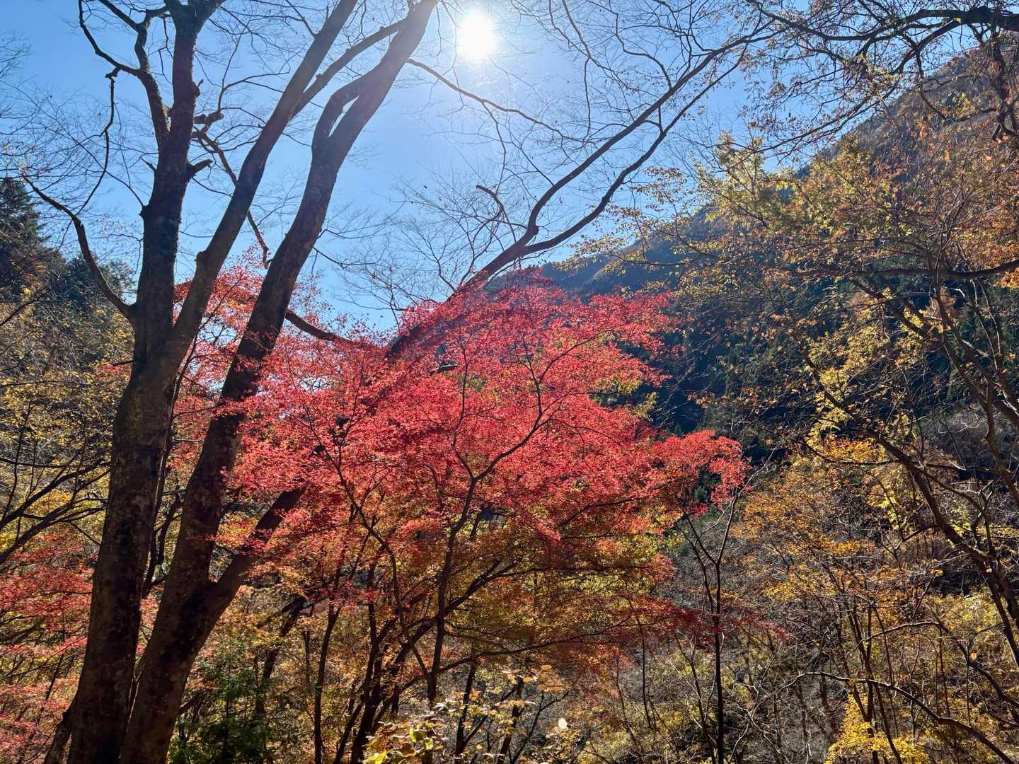 紅葉が美しくて