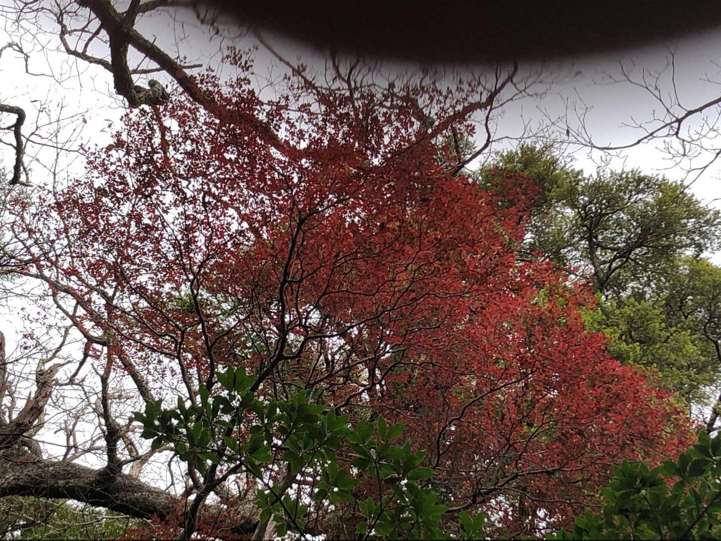 まだ紅葉が残っていた