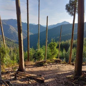 杉並木の間から…見渡す限り山…山