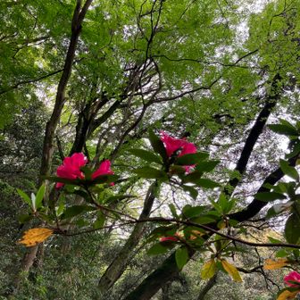 そして天拝山へ
ツツジが高い！見上げる