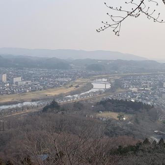 白石川、ソメイヨシノはまだまだ