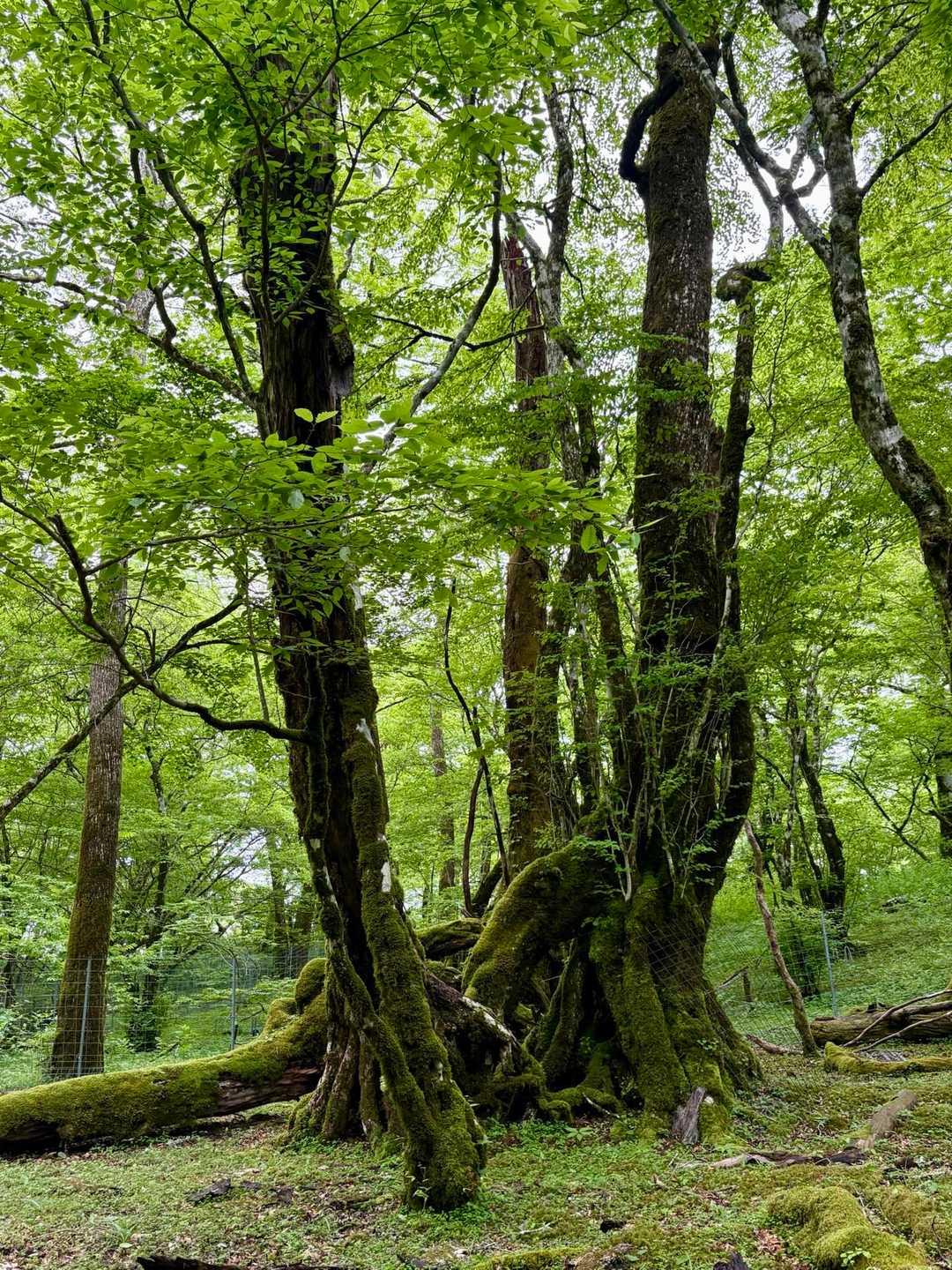 ヤマタノオロチ
このあと写真0になるほどの急な下山が続く