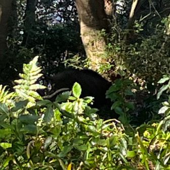 イノシシ。うまく撮れなかったけど