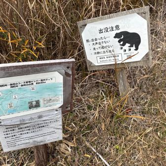 えっ、🐻出るの？