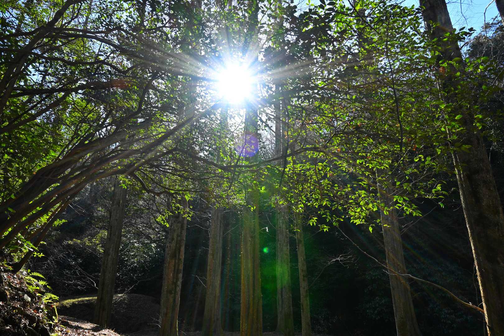 日差しが眩しい。
春よ、はよ来い！