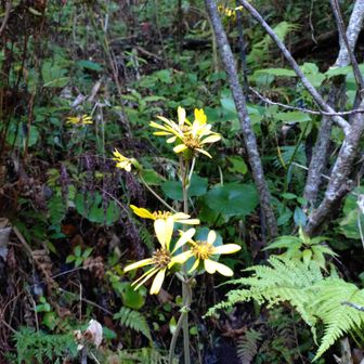 唯一の花。
頂上付近は霜柱も見られましたが麓は菜の花がたくさん。南の国はもうすぐ春。