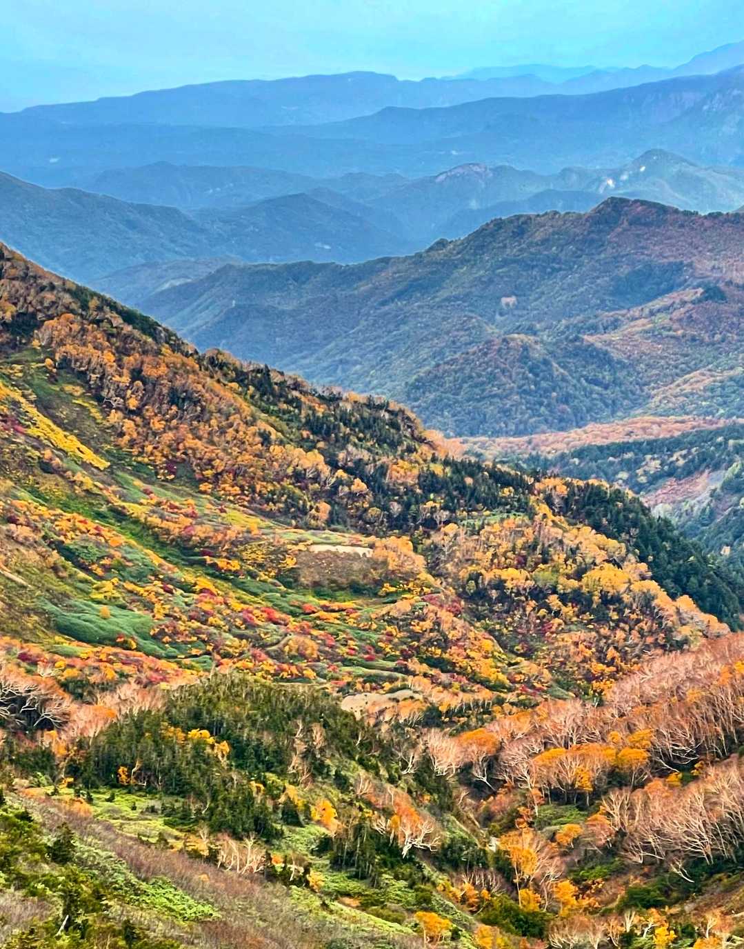 これから下山する鉱山道🍁
めっちゃ色付いてる😍