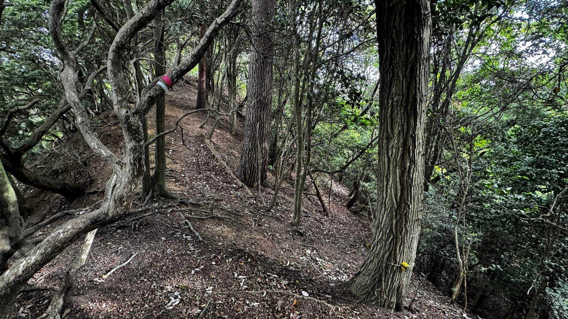 真っ直ぐ行くと往路で使ったロープ&鎖場
右に巻道があるっぽいので右に行ってみます👉