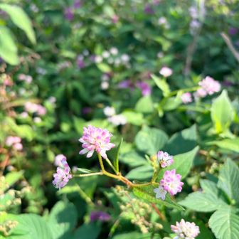 水生植物園をぐるり観察(  ⚭_⚭)✧

まずはミゾソバ