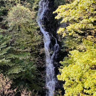 滝
紅葉はまだまだですな