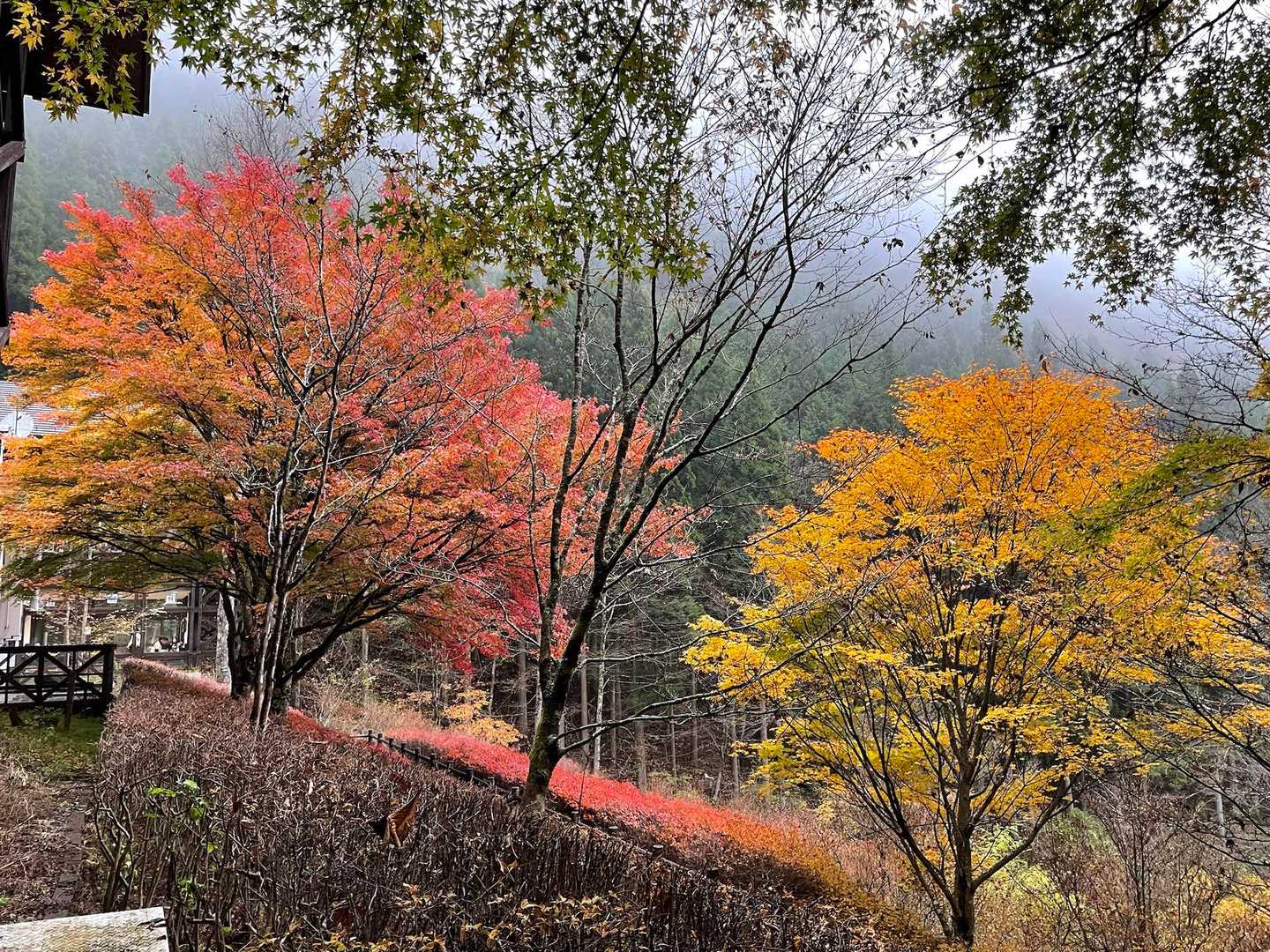 森林館付近の紅葉🍁