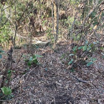 後に続く人が分かりやすい様に、土の地肌が出ている踏み跡を、より分かる様に枯れ葉をどかして歩きました😅