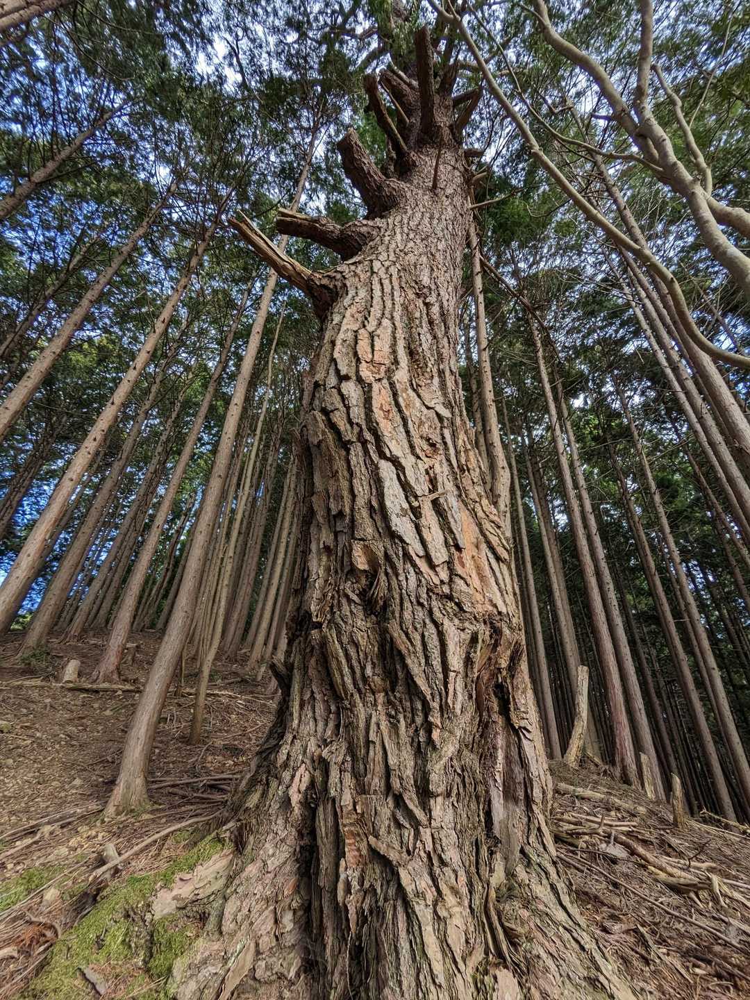 マツの巨木