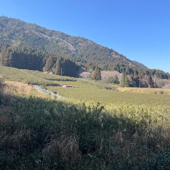 茶畑が拡がる鈴鹿峠に出て駐車場にて終了