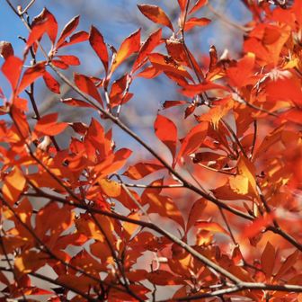 名残の紅葉、観れてよかった❣️