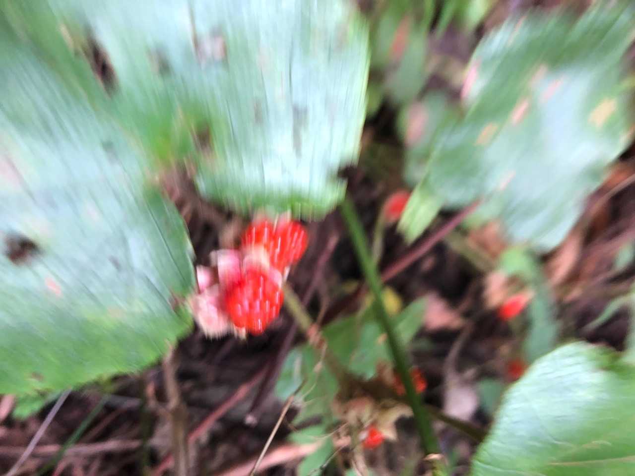 ブレてるけど野苺
