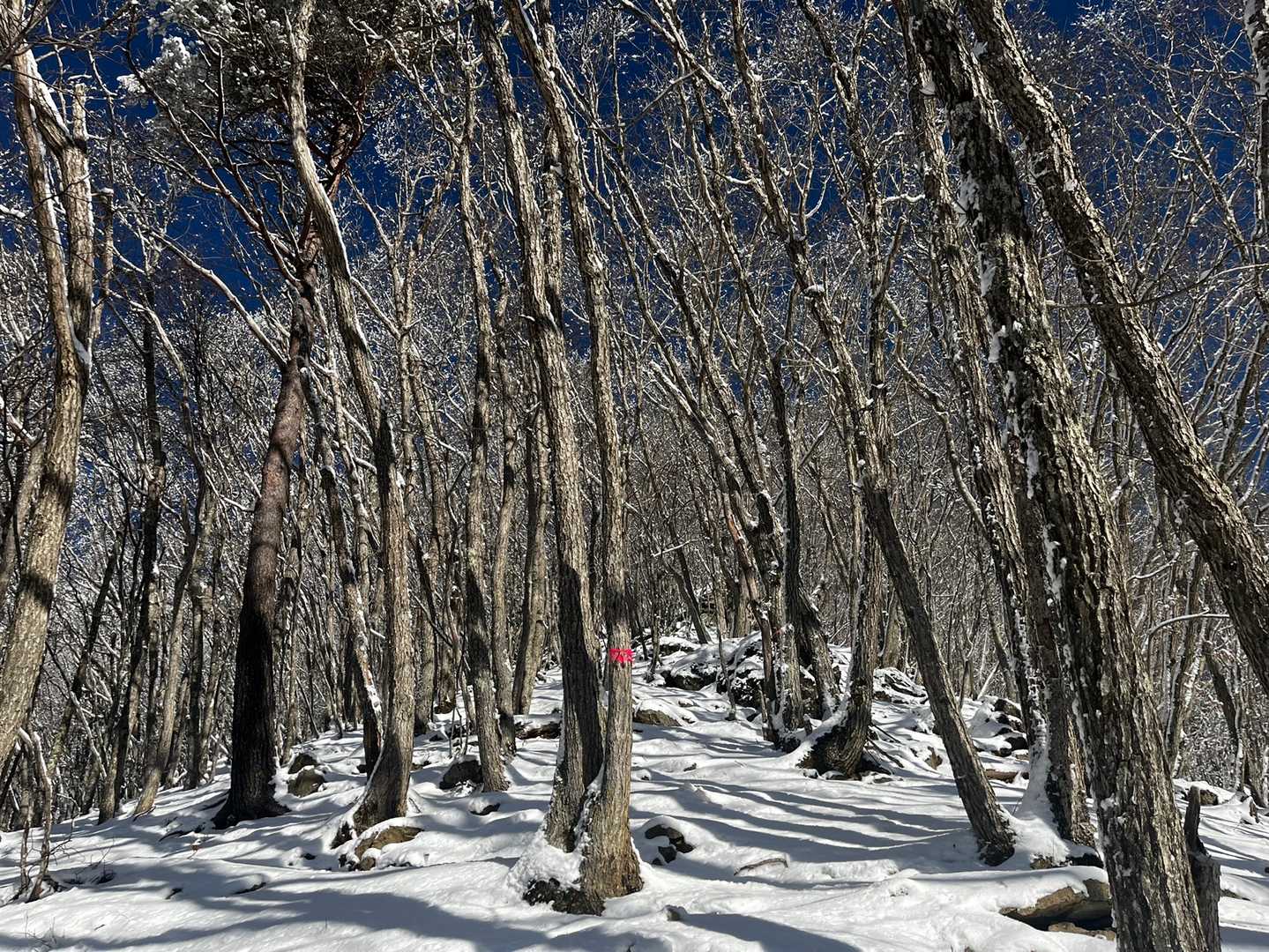 真っ直ぐ登ります💨