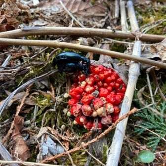 テンナンショウの実を食べる、交尾中⁉︎のヒメツチハンミョウ？
毒と毒だわ☠️