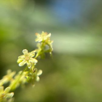 雄花にズーム

好きな花たちに元気をもらう